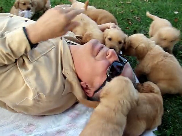 6 week old golden retrievers playing and tackling !