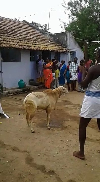 funny bakra