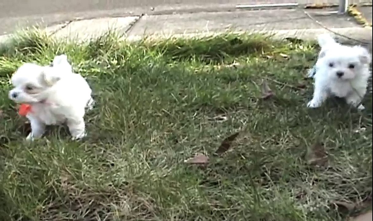 ♥♥ CUTE PUPPIES!!- 6 Weeks Old- Nursing from their Uncle!! !