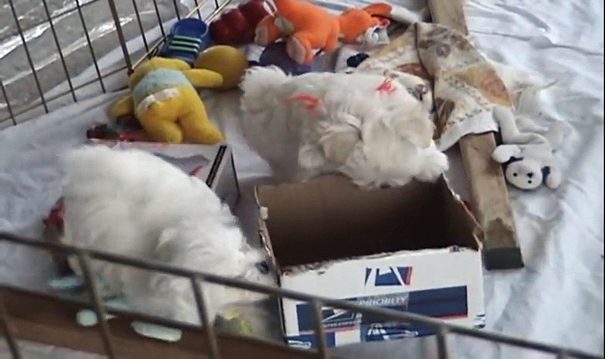 ♥♥ CUTE PUPPIES!!- 8 Weeks Old- Puppies vs. Cat! !