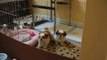 3 Adorable Shih Tzu Puppies !