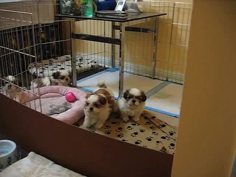 3 Adorable Shih Tzu Puppies !
