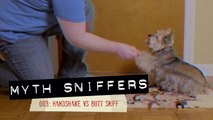 Handshake vs. Butt Sniff - Myth Sniffers: Debunking Human Myths