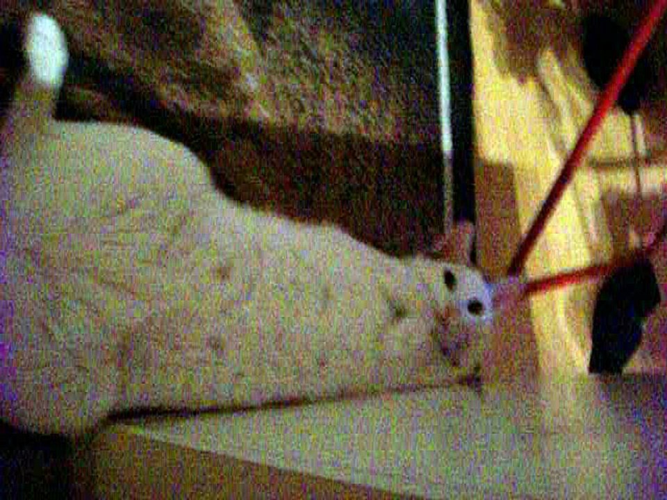 Harvey am 07.07.2016