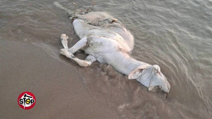 Stop - Gati turizmi “elitar” ne Shqiperi! (31 maj 2016)