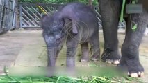 Elefanti i vogël që mësohet të ec dhe të bëjë dush