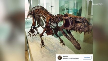 Dinosaurs May Not Have Roared After All