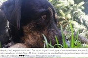 Edurne está triste por la pérdida de su perro Bogus