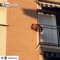 Un chien enfermé tombe d'un balcon