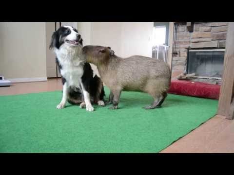 Capybara Tries to Impress Canine Companion