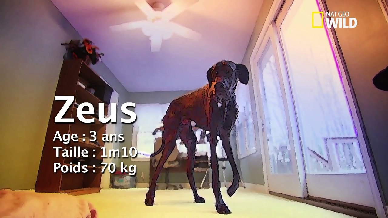 Ce chien a la taille d'un girafe . Incroyable !