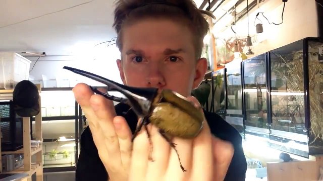 Le plus grand scarabée du monde lui grimpe sur le visage