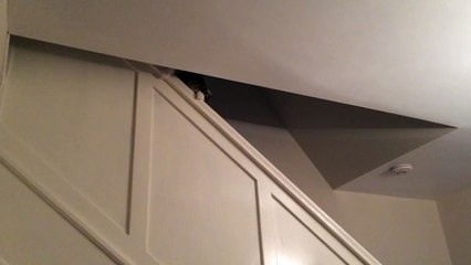 Ce chat monte sur la rampe d’escalier avant de faire une chose FOLLE... Mais, comment est-ce arrivé ??