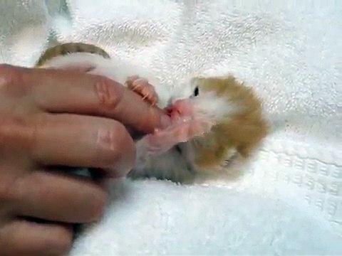 Ce chaton est si mignon, regardez-le, il va vous faire fondre... Il est inestimable !