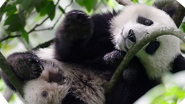 Born in China Official 'Earth Day' Trailer (2017) - Disneynature Documentary HD