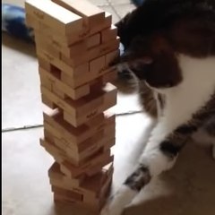 A cat that plays Jenga!