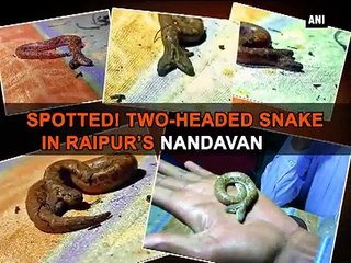 Un serpent bicéphale repéré dans un zoo en Inde