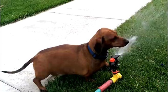 Des animaux qui adorent les jets d'eau! Compilation d'animaux marrants