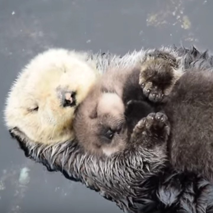 A tender moment between otters