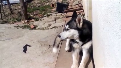 Ce husky se prend pour une poule!