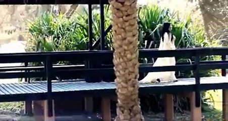 Brishna Amil New Musafari Song 2016