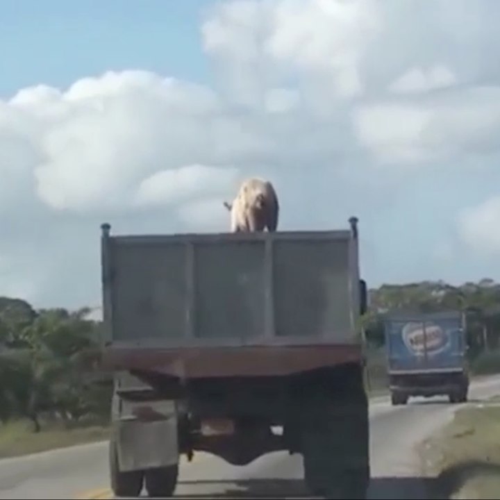 Evasion de cochon !