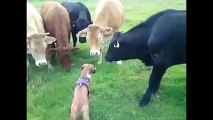 【ほっこり】犬と牛とで語り合う スーパー