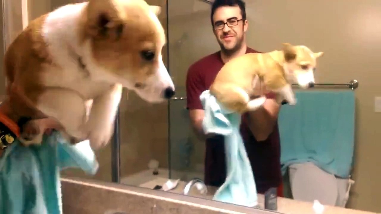 Ce corgi fait du Air-swimming, il nage hors de son bain!
