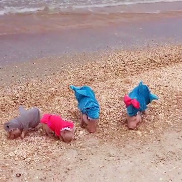 Alerte requins en bord de plage