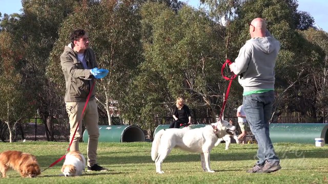 Manger de la crotte de chien : caméra cachée hilarante