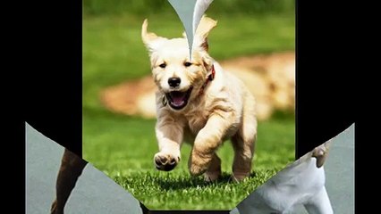 Canine Training San Marcos