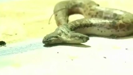 Un serpent à deux têtes