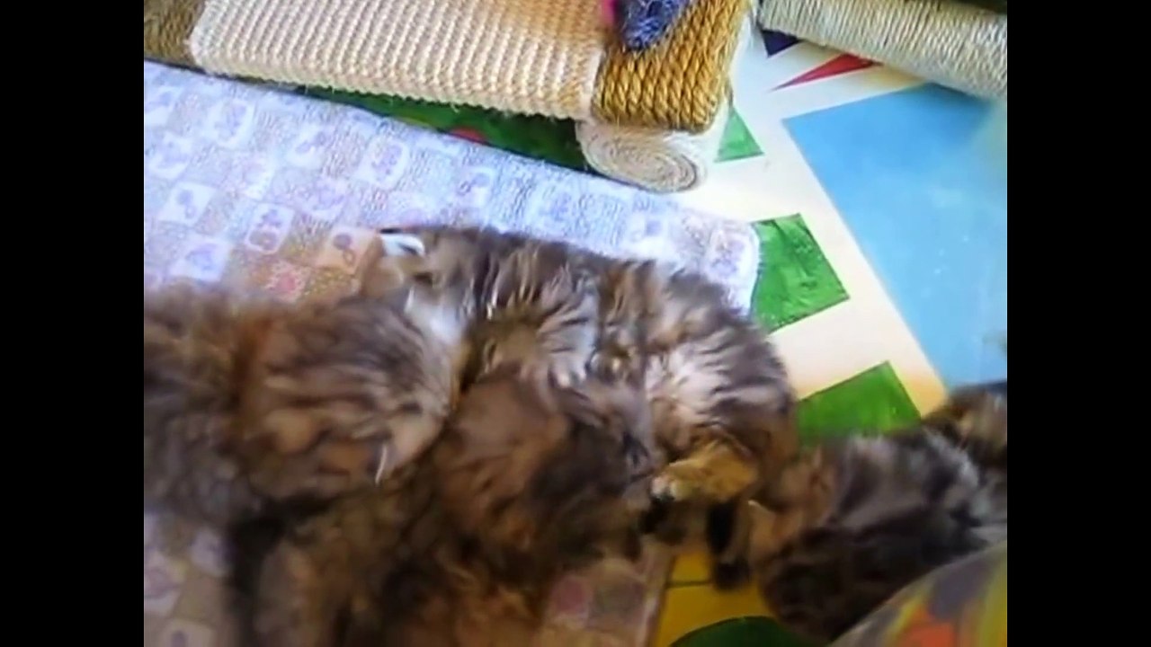 Funny and Cute Kittens