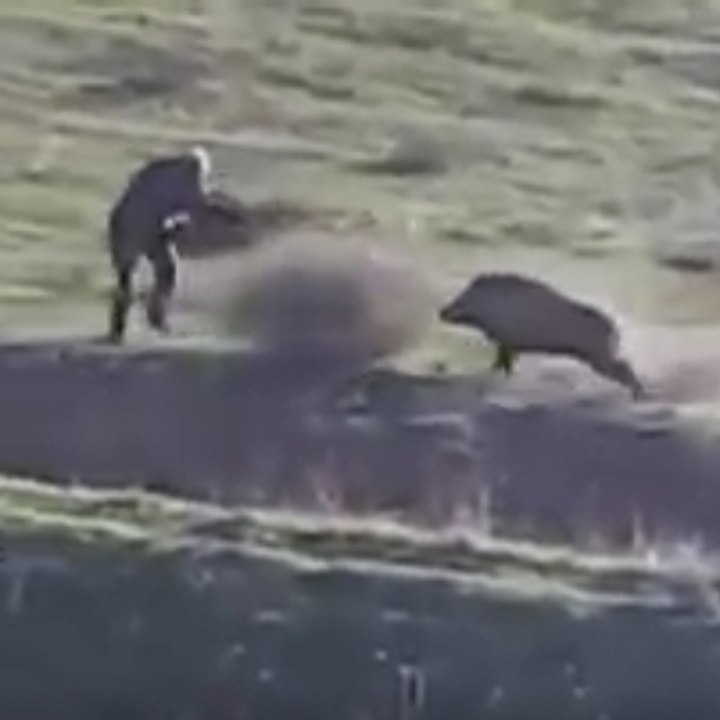 A miracle warthog