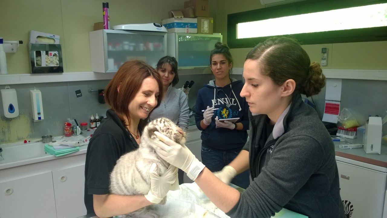 Zoo d'Amnéville : première visite chez le vétérinaire pour les bébés tigres blancs