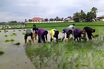 Farmers Planting Rice Squad - Rice Paddy Super Speed - Funny Clips