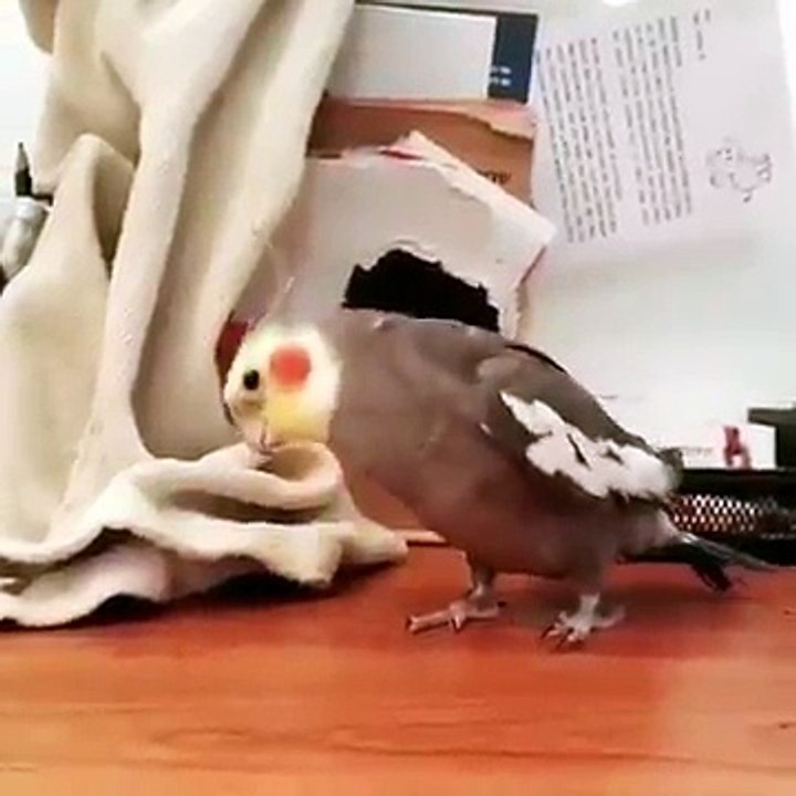 Un oiseau reproduit le générique de la Famille Addams