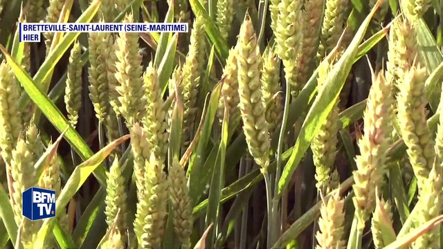 Les récoltes de blé devraient être faibles cette année