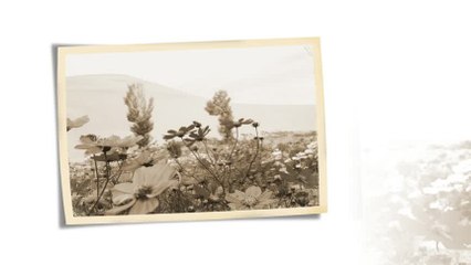 Stanisa Stosic i NO RTS-a - Zemi me, zemi (Ako ce se zenis)