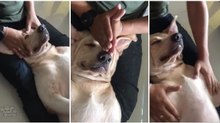 Cão recebe massagem do dono e fica completamente relaxado... QUE RIQUEZA!