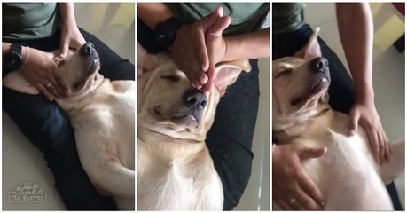 Cão recebe massagem do dono e fica completamente relaxado... QUE RIQUEZA!