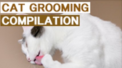 LikePet Cat Grooming COMPILATION 2016