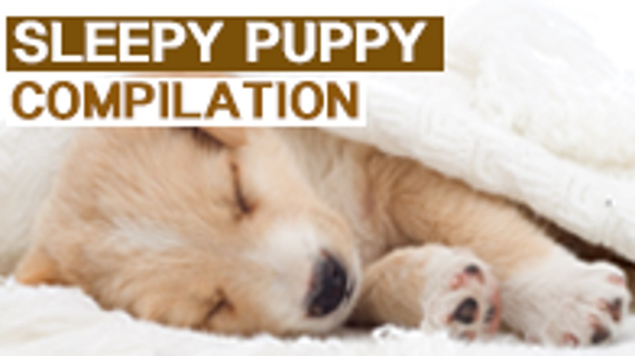 LikePet Sleepy Puppy COMPILATION 2016