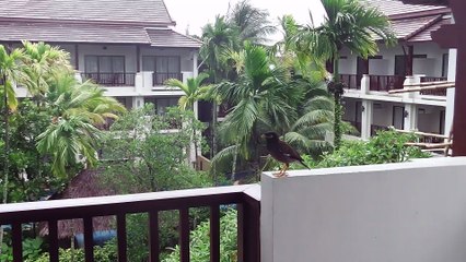 2015 Khao Lak noisy birdy
