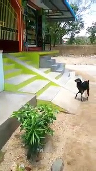funny goat