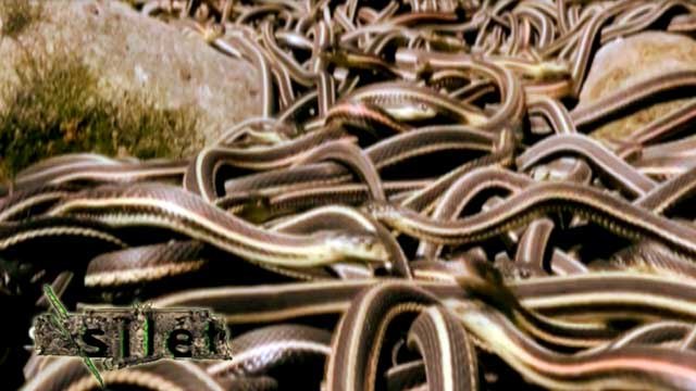 Mengejutkan, Puluhan Ribu Ular Bangun Dari Tidur Panjang - Silet 13 Juli 2016