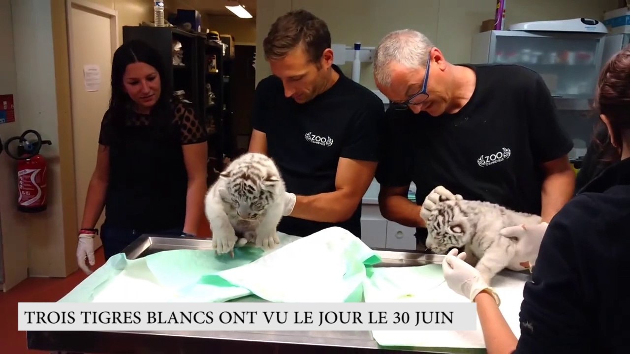 Naissances au Zoo d'Amnéville : trois tigres blancs et un rhinocéros