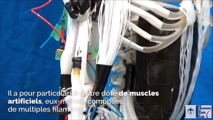 Ce robot constitué de muscles artificiels reproduit à l’identique les mouvements du corps humain