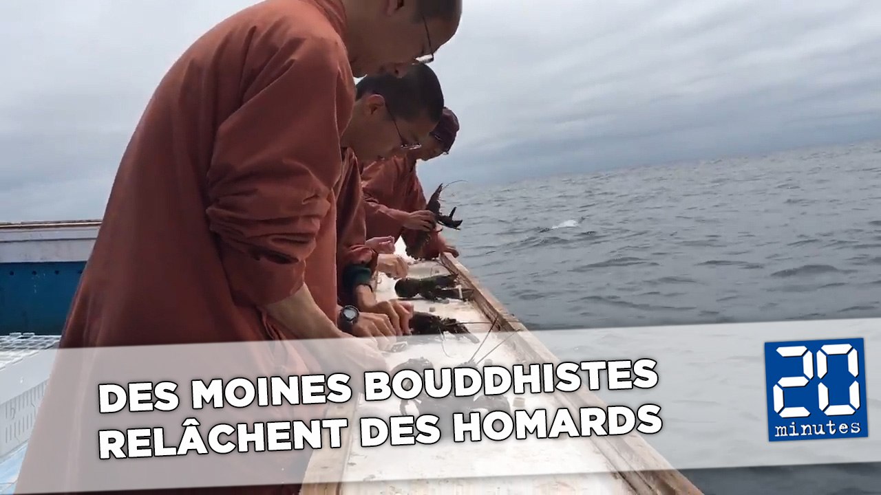 Des moines bouddhistes achètent et relâchent des centaines de homards