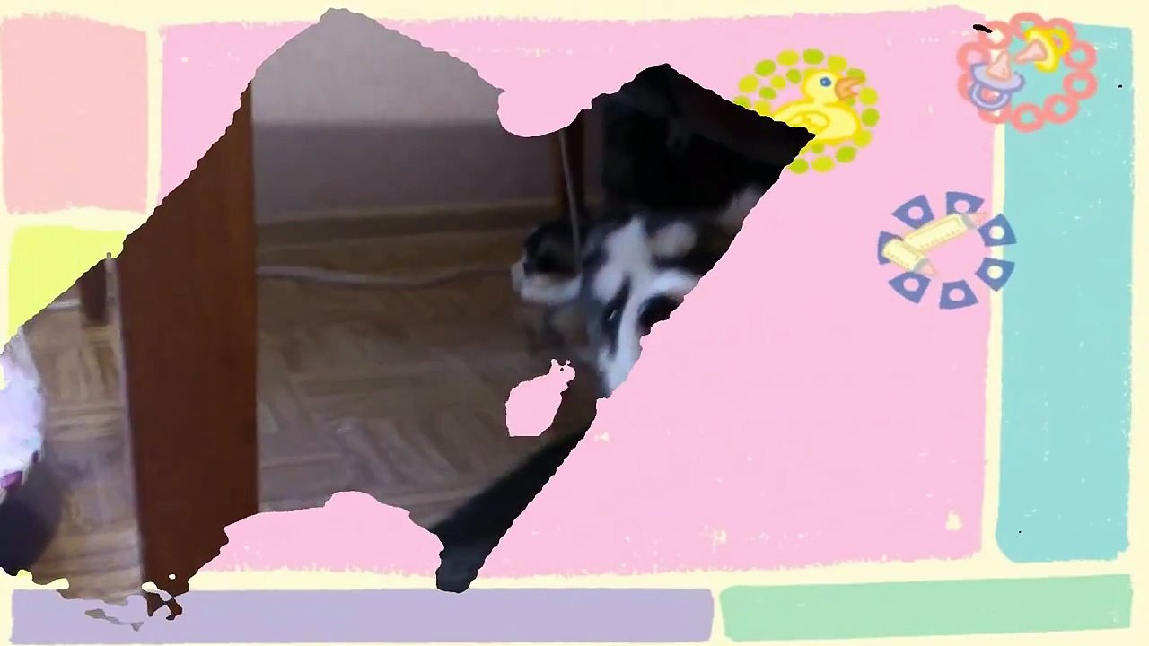 Cute Husky Puppies First Time Howling And Barking